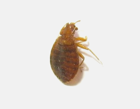 臭虫防治